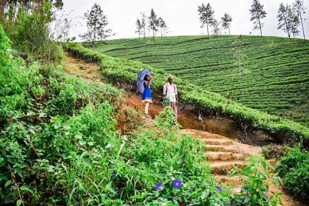 train de Kandy à Ella qui serpente dans les plantations de thé - voyage au Sri Lanka en famille